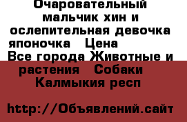 Очаровательный мальчик хин и ослепительная девочка японочка › Цена ­ 16 000 - Все города Животные и растения » Собаки   . Калмыкия респ.